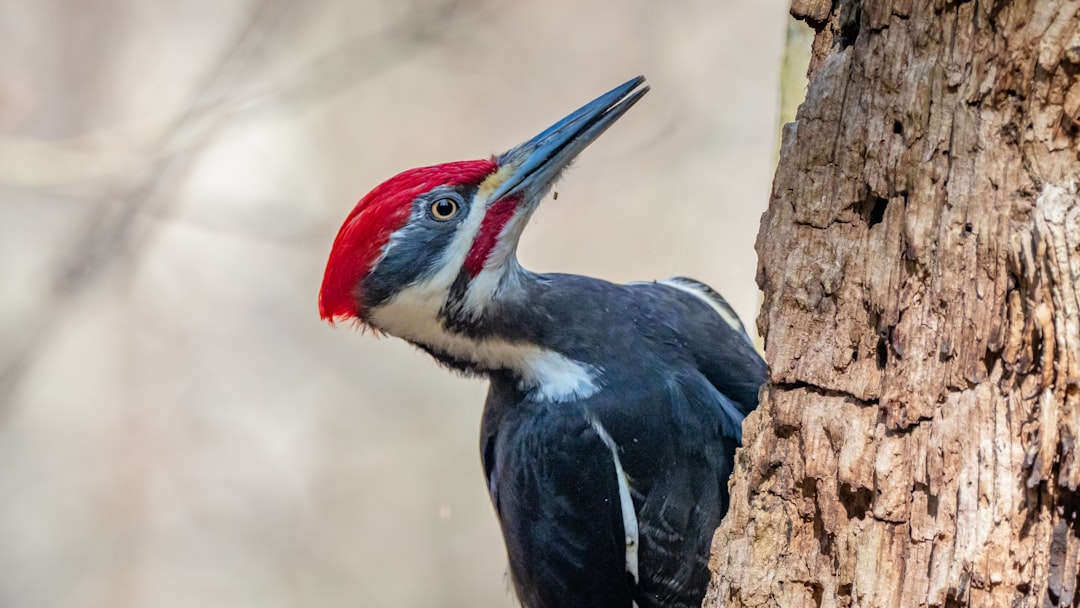 Woodpecker CI, why pipeline runs fail, CI/CD hardening and reliable recovery testing